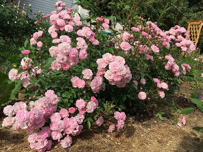 Роза мускусная Хевели Пинк